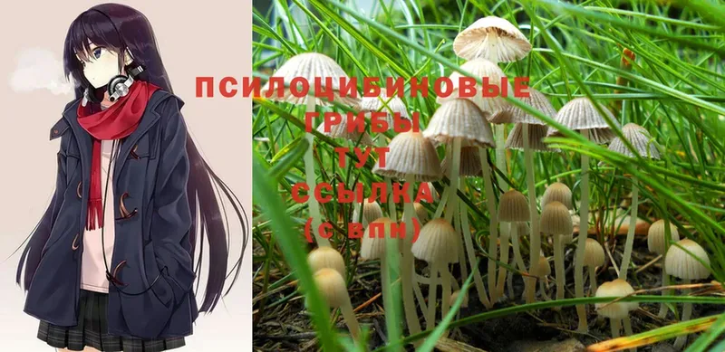 Галлюциногенные грибы MAGIC MUSHROOMS  где можно купить   Новая Ляля 